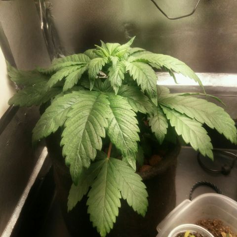 Cake Raspberry Punch #2 growlog timeline photo