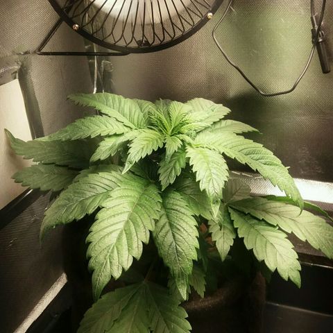 Cake Raspberry Punch #2 growlog timeline photo