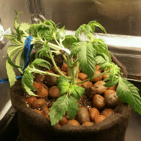 Cake Raspberry Punch #2 growlog timeline photo