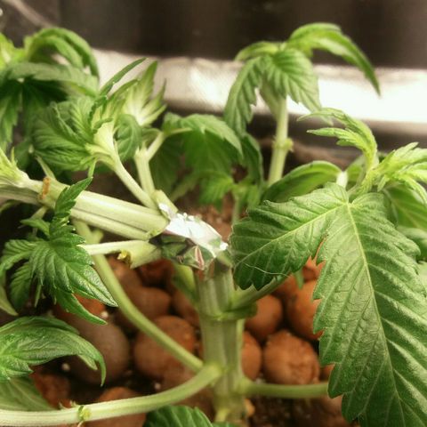 Cake Raspberry Punch #2 growlog photo: galho estorou, vamo ve quanto tempo p se recuperar
(Obs: N começar os treinamentos muito tarde, no maximo na 2° semana de vega)