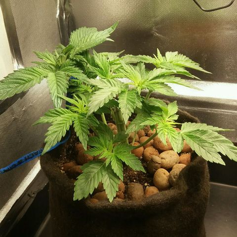 Cake Raspberry Punch #2 growlog timeline photo