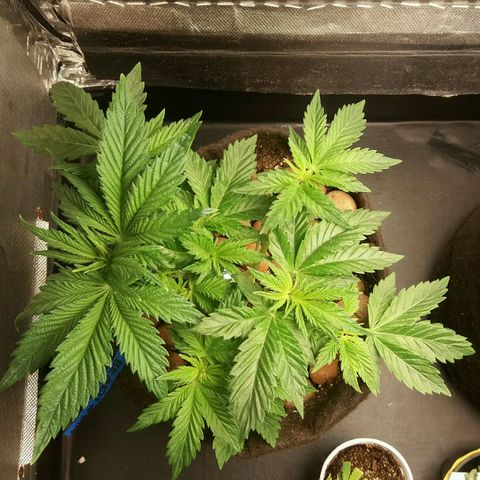 Cake Raspberry Punch #2 growlog timeline photo