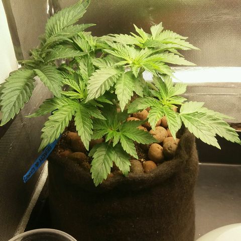 Cake Raspberry Punch #2 growlog timeline photo