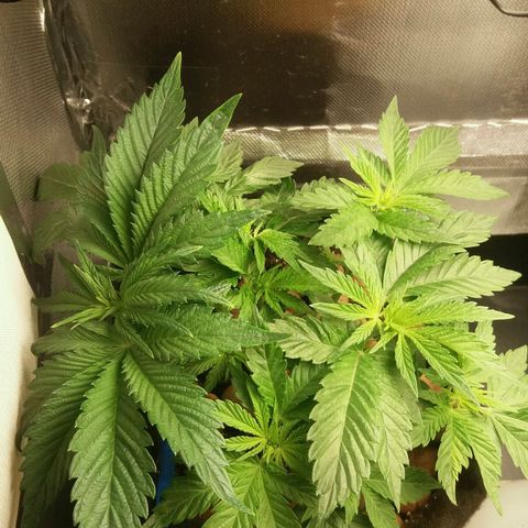 Cake Raspberry Punch #2 growlog timeline photo