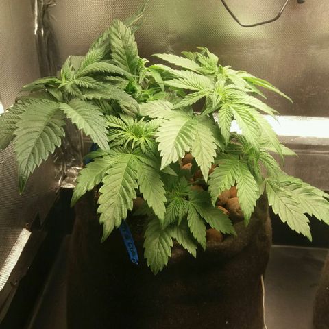 Cake Raspberry Punch #2 growlog timeline photo
