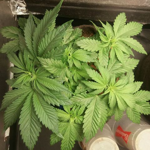 Cake Raspberry Punch #2 growlog timeline photo