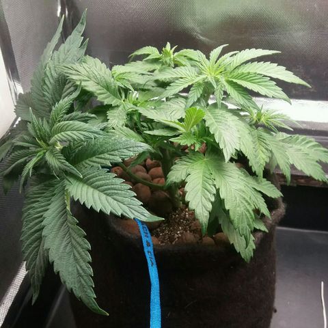 Cake Raspberry Punch #2 growlog timeline photo