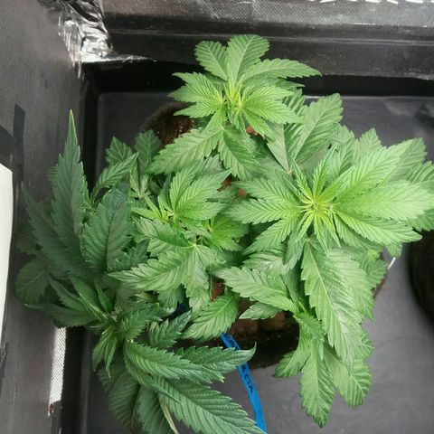 Cake Raspberry Punch #2 growlog timeline photo