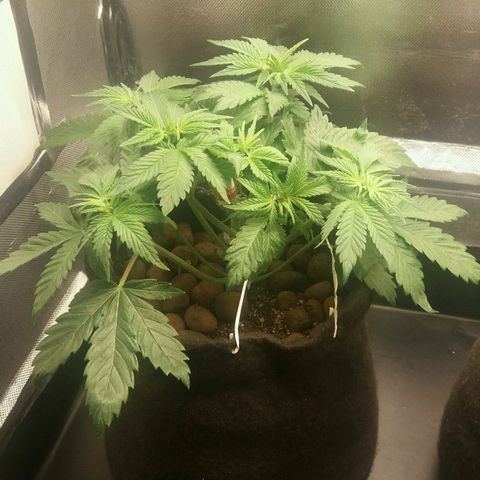Cake Raspberry Punch #2 growlog timeline photo