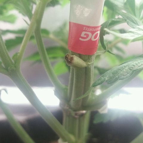 Cake Raspberry Punch #2 growlog photo: Ao que parece se recuperando bem