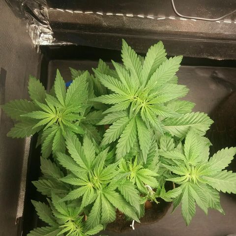 Cake Raspberry Punch #2 growlog timeline photo