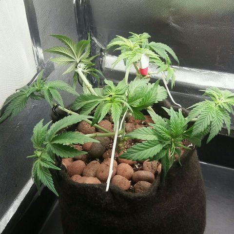 Cake Raspberry Punch #2 growlog photo: Pós defoliação e LST