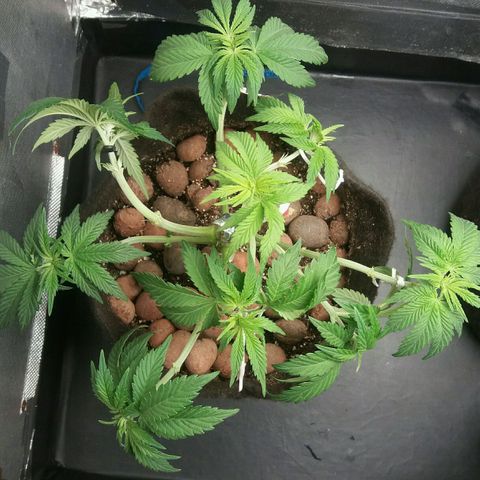 Cake Raspberry Punch #2 growlog timeline photo