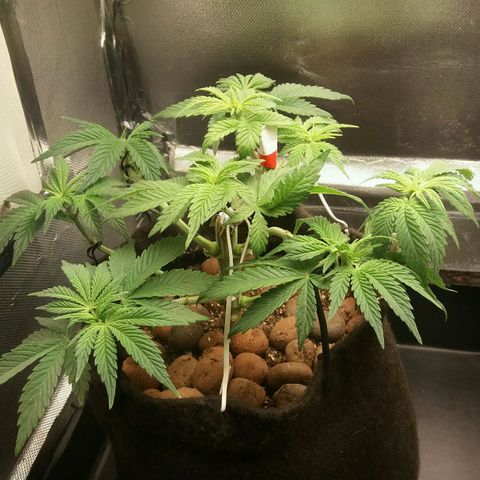 Cake Raspberry Punch #2 growlog timeline photo