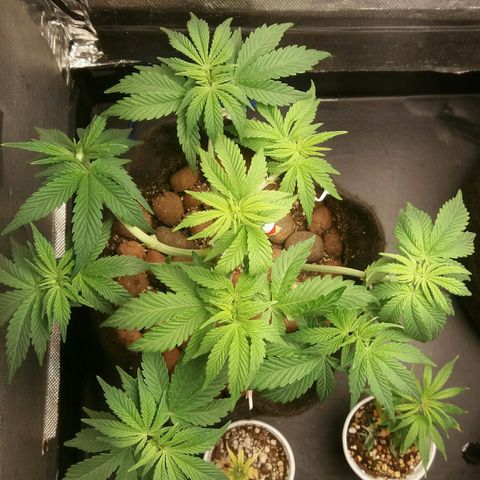 Cake Raspberry Punch #2 growlog timeline photo