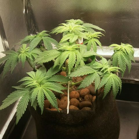 Cake Raspberry Punch #2 growlog timeline photo