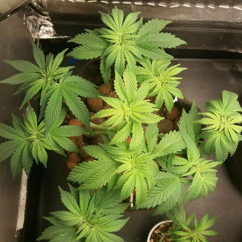 Cake Raspberry Punch #2 growlog timeline photo