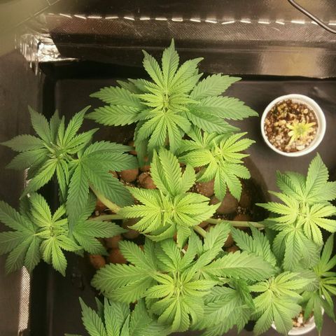 Cake Raspberry Punch #2 growlog timeline photo