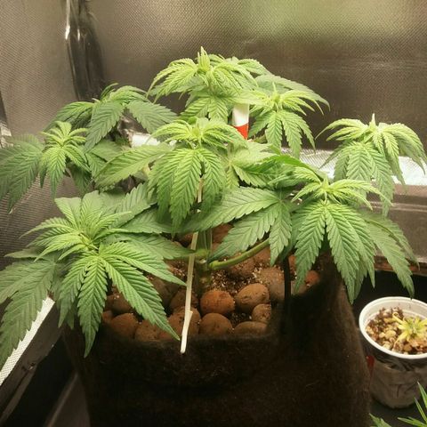 Cake Raspberry Punch #2 growlog timeline photo