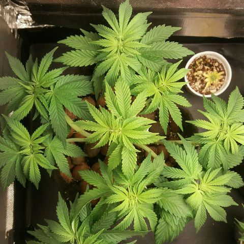 Cake Raspberry Punch #2 growlog timeline photo
