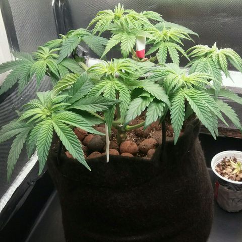 Cake Raspberry Punch #2 growlog timeline photo