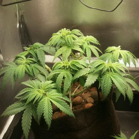 Cake Raspberry Punch #2 growlog timeline photo