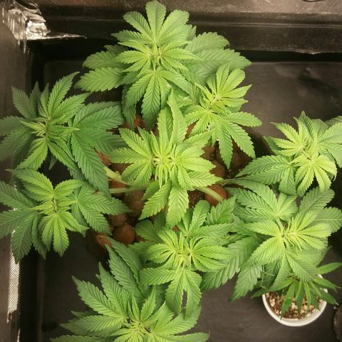 Cake Raspberry Punch #2 growlog timeline photo