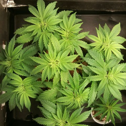 Cake Raspberry Punch #2 growlog timeline photo