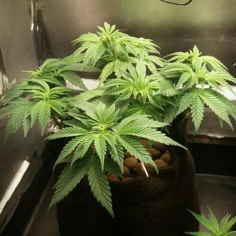 Cake Raspberry Punch #2 growlog timeline photo
