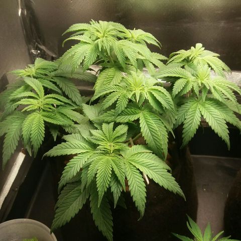 Cake Raspberry Punch #2 growlog timeline photo
