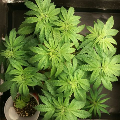 Cake Raspberry Punch #2 growlog timeline photo