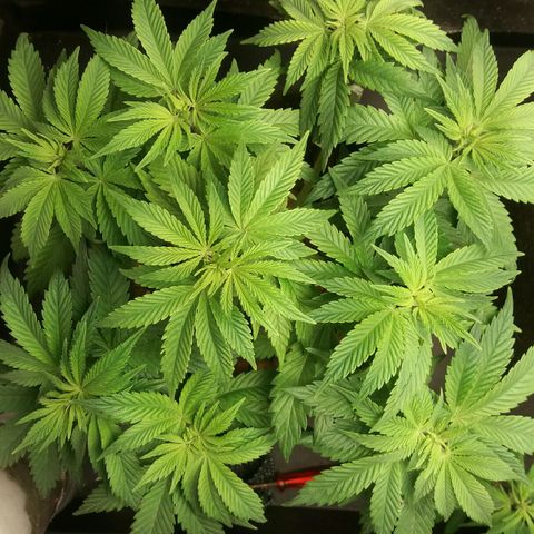 Cake Raspberry Punch #2 growlog timeline photo