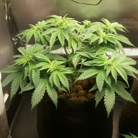 Cake Raspberry Punch #2 growlog timeline photo