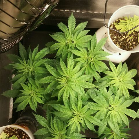 Cake Raspberry Punch #2 growlog timeline photo