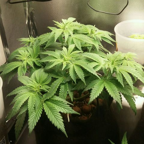 Cake Raspberry Punch #2 growlog timeline photo