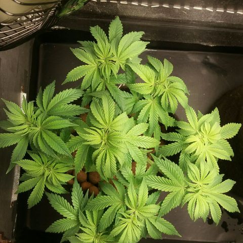 Cake Raspberry Punch #2 growlog timeline photo