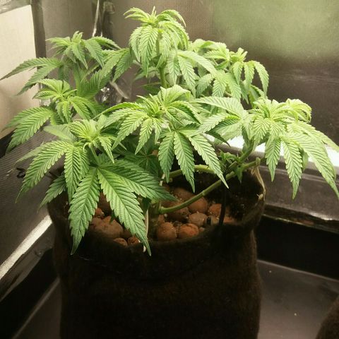 Cake Raspberry Punch #2 growlog timeline photo