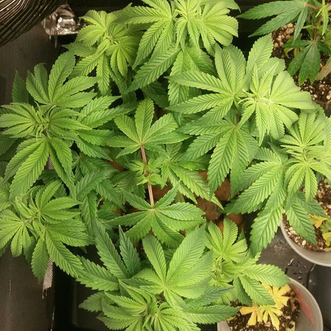 Cake Raspberry Punch #2 growlog timeline photo