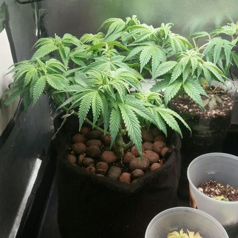 Cake Raspberry Punch #2 growlog timeline photo
