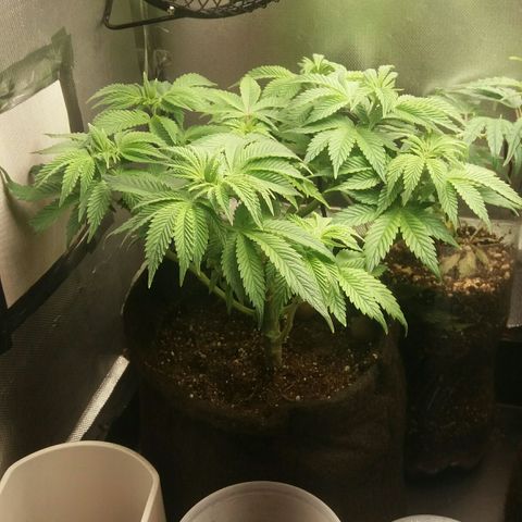 Cake Raspberry Punch #2 growlog timeline photo