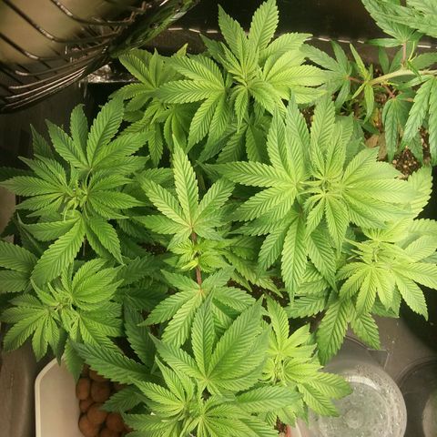 Cake Raspberry Punch #2 growlog timeline photo