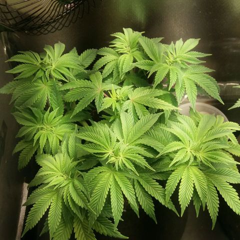 Cake Raspberry Punch #2 growlog timeline photo
