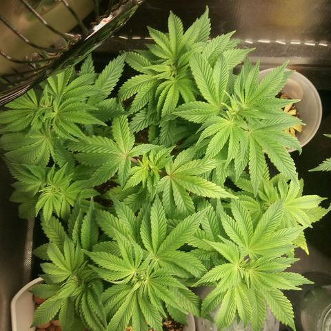 Cake Raspberry Punch #2 growlog timeline photo