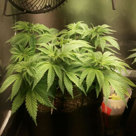 Cake Raspberry Punch #2 growlog timeline photo