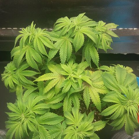 Cake Raspberry Punch #2 growlog timeline photo