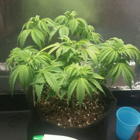 Cake Raspberry Punch #2 growlog timeline photo