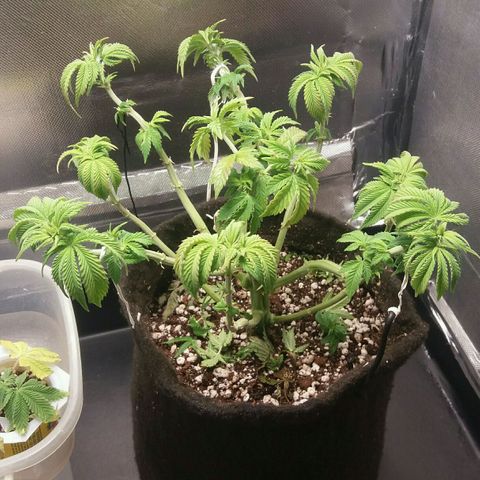 Cake Raspberry Punch #2 growlog timeline photo