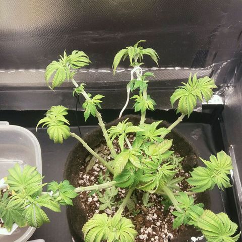 Cake Raspberry Punch #2 growlog timeline photo