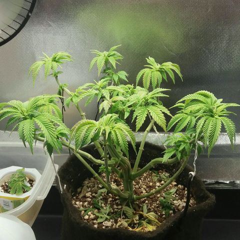 Cake Raspberry Punch #2 growlog timeline photo