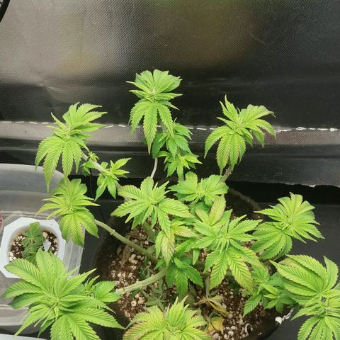 Cake Raspberry Punch #2 growlog timeline photo